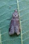 Acrobasis obliqua