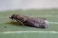Acrobasis obliqua