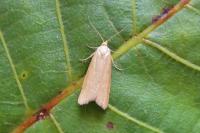 Zelotherses paleana