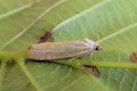 Zelotherses paleana