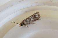 Bactra furfurana