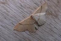 Cyclophora punctaria