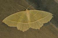 Campaea margaritaria