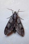 Hyloicus maurorum/pinastri