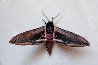 Sphinx ligustri