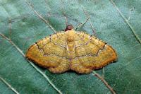 Camptogramma bilineata