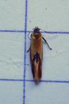 Batia lunaris