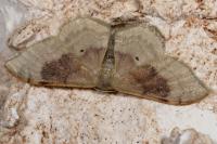 Idaea degeneraria