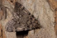 Aglossa pinguinalis
