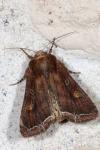 Lacanobia oleracea