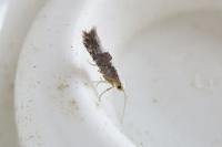 Argyresthia spinosella