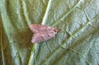 Luquetia lobella