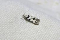 Pseudotelphusa scalella