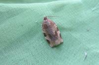 Choristoneura hebenstreitella