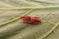 Ancylis mitterbacheriana