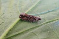Zeiraphera isertana