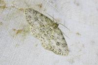Ectropis crepuscularia