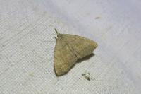 Pechipogo strigilata