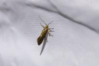 Crassa unitella