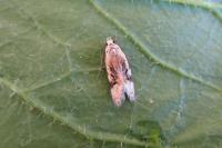 Altenia scriptella