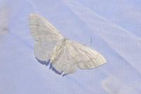 Scopula floslactata