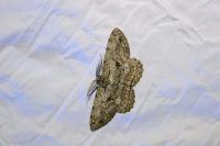 Hypomecis roboraria