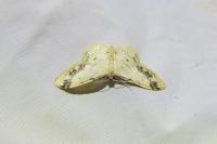 Idaea trigeminata