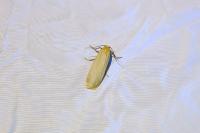Katha depressa
