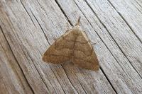 Pechipogo strigilata