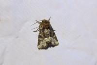 Oligia strigilis