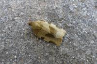 Choristoneura hebenstreitella