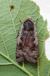 Noctua pronuba