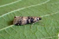 Euzophera pinguis