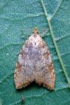 Aleimma loeflingiana