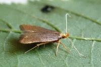 Eurodachtha pallicornella