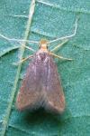 Eurodachtha pallicornella