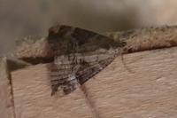 Hypena obsitalis