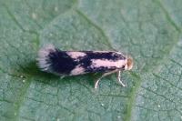 Stigmella trimaculella