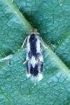 Stigmella trimaculella