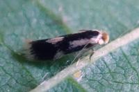 Stigmella trimaculella