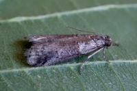 Acrobasis obliqua