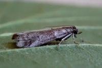 Acrobasis obliqua