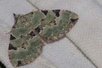 Colostygia pectinataria