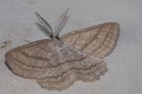 Perconia strigillaria