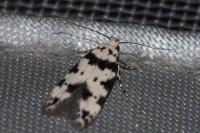 Pseudotelphusa scalella