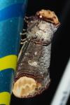 Phalera bucephala