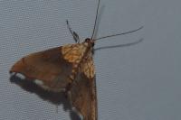 Agrotera nemoralis