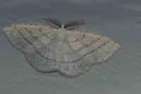 Cabera pusaria