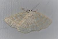 Cabera exanthemata
