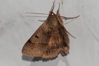 Minucia lunaris